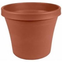 Pot Plant 23cm- Shrub -terra